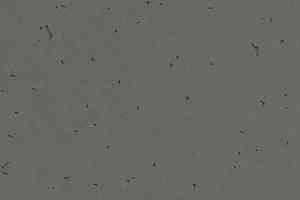 Линолеум Forbo Sphera Energetic 50215 ebony фото  | FLOORDEALER